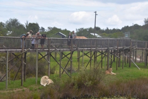 Plettenberg Bay: Heldags paket med djurliv och wellness