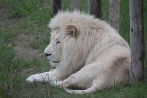 Plettenberg Bay: Heldags paket med djurliv och wellness