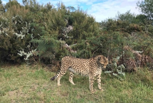 Plettenberg Bay: Heldags paket med djurliv och wellness