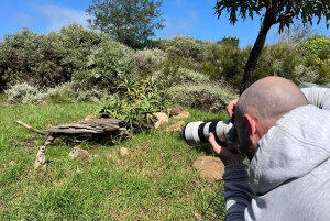 Plettenberg Bay: Heldags paket med djurliv och wellness