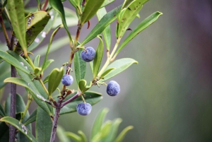 Plettenberg Bay: Heldags paket med djurliv och wellness