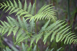 Plettenberg Bay: Heldags paket med djurliv och wellness