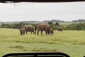 Plettenberg Bay Game Reserve: 2-Hour Game Drive