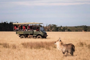 Plettenberg Bay Game Reserve: 2-Hour Game Drive