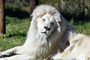 Guidet dyrelivstur og skogstur med lunsjtallerken