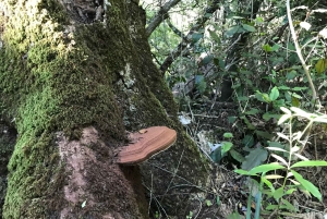 Guidet dyrelivstur og skogstur med lunsjtallerken