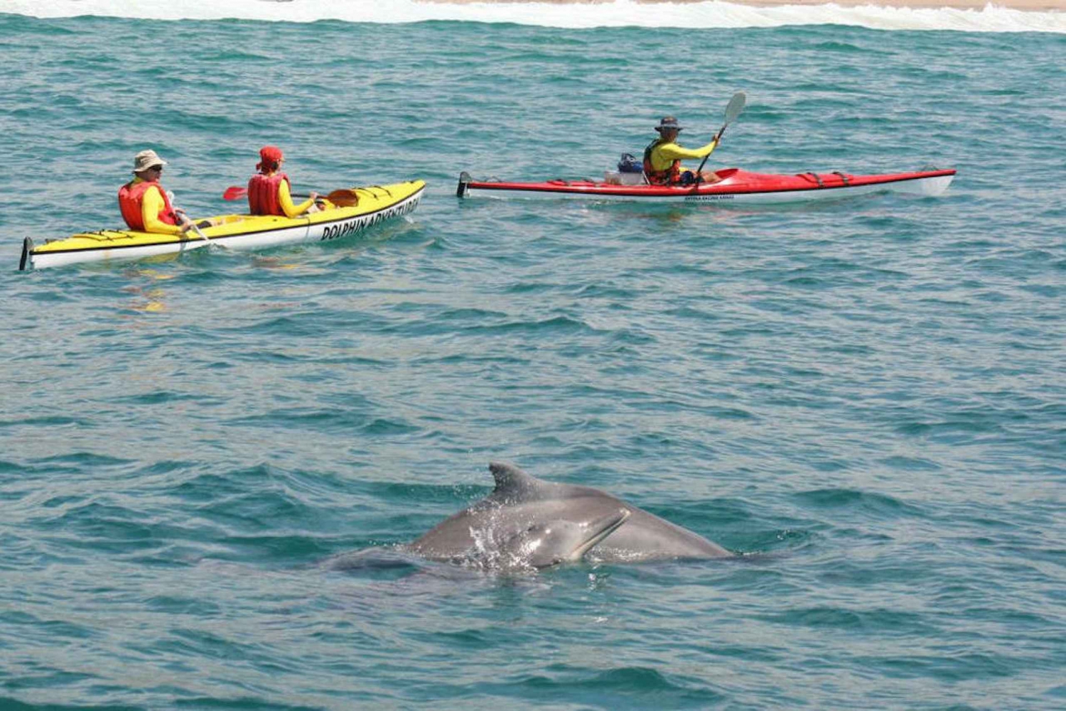 Zatoka Plettenberg: Wycieczka kajakiem morskim z przewodnikiem