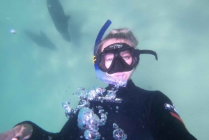 Baía de Plettenberg: experiência de natação com focas