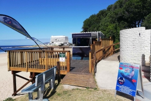 Baía de Plettenberg: experiência de natação com focas