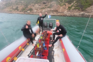 Baía de Plettenberg: experiência de natação com focas