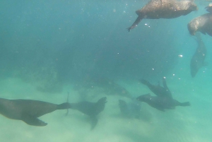 Baía de Plettenberg: experiência de natação com focas