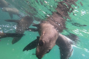 Baía de Plettenberg: experiência de natação com focas