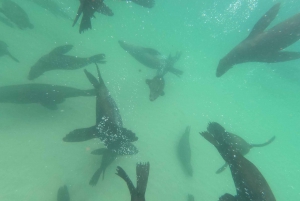 Baía de Plettenberg: experiência de natação com focas