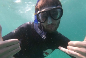 Baía de Plettenberg: experiência de natação com focas