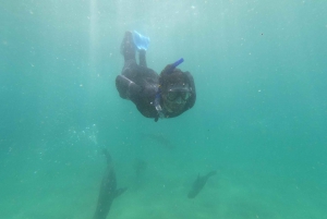Baía de Plettenberg: experiência de natação com focas