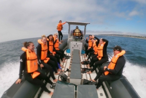 Plettenberg Bay: Swim with Seals