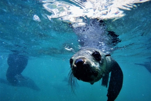 Plettenberg Bay: Swim with Seals