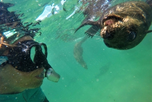Plettenberg Bay: Swim with Seals