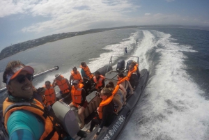 Plettenberg Bay: Swim with Seals