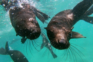 Plettenberg Bay: Swim with Seals