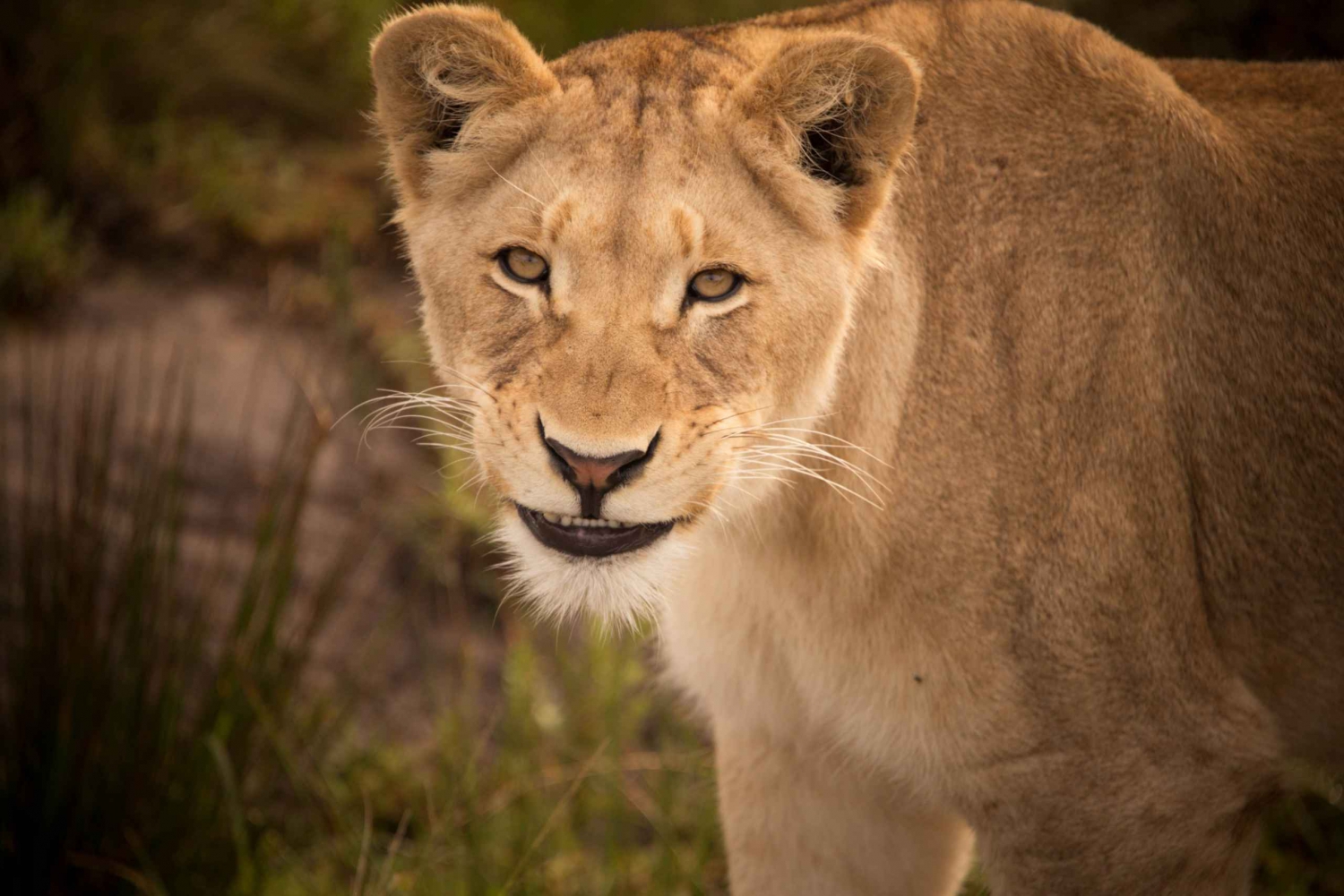 プレテンバーグ・ベイプライベートガイド付き野生動物撮影ツアー