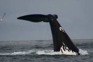 Plettenberg Bay: Whale Watching Boat Cruise