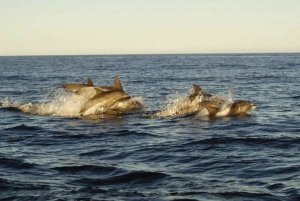 Plettenberg Bay: Whale Watching Boat Cruise