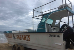 Plettenberg Bay: Whale Watching Boat Cruise