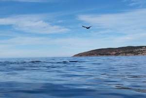 Plettenberg Bay: Whale Watching Boat Cruise