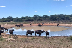 Port Elizabeth: 11 días de safari y cultura en Joburg