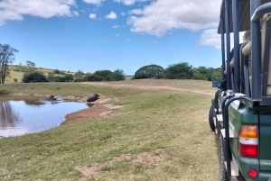 Port Elizabeth: 11 días de safari y cultura en Joburg