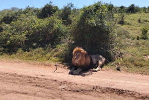 Port Elizabeth: 11 días de safari y cultura en Joburg