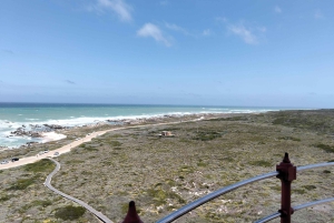 Port Elizabeth: 11 días de safari y cultura en Joburg