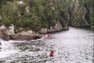 ポート・エリザベスからのツィツィカマ国立公園終日ツアー