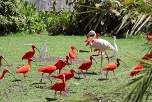 ポート・エリザベスからのツィツィカマ国立公園終日ツアー