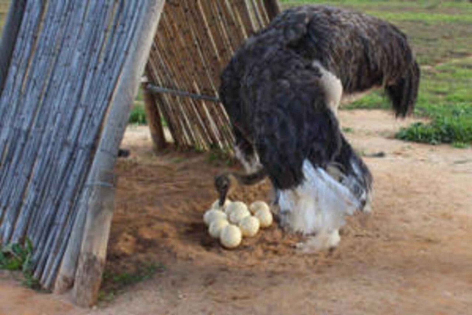 Private Ganztagestour Oudtshoorn