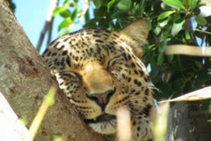 プライベート オウツホーレン 1 日ツアー