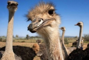 プライベート オウツホーレン 1 日ツアー