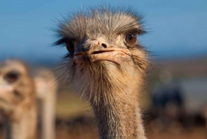 プライベート オウツホーレン 1 日ツアー