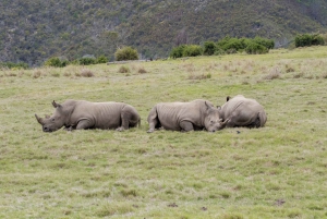 South African Wildlife and Safari 2-Day Tour from Cape Town