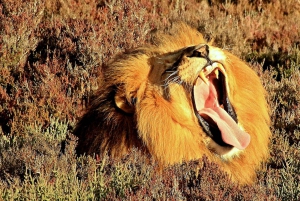 South African Wildlife and Safari 2-Day Tour from Cape Town