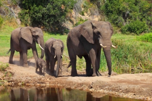 South African Wildlife and Safari 2-Day Tour from Cape Town