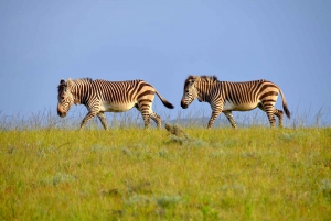 South African Wildlife and Safari 2-Day Tour from Cape Town