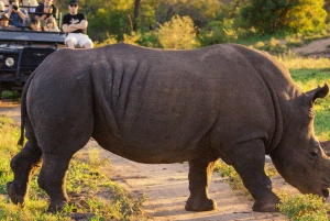 South African Wildlife and Safari 2-Day Tour from Cape Town