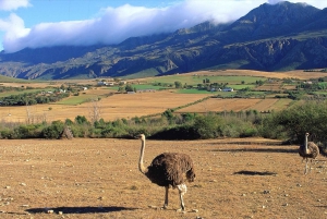 South African Wildlife and Safari 2-Day Tour from Cape Town