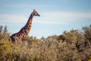 South African Wildlife and Safari 2-Day Tour from Cape Town