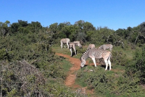 South African Wildlife and Safari 2-Day Tour from Cape Town