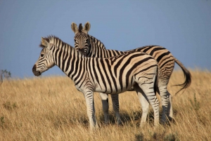 South African Wildlife and Safari 2-Day Tour from Cape Town