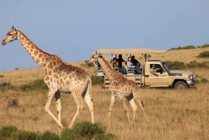 South African Wildlife and Safari 2-Day Tour from Cape Town