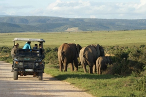 South African Wildlife and Safari 2-Day Tour from Cape Town